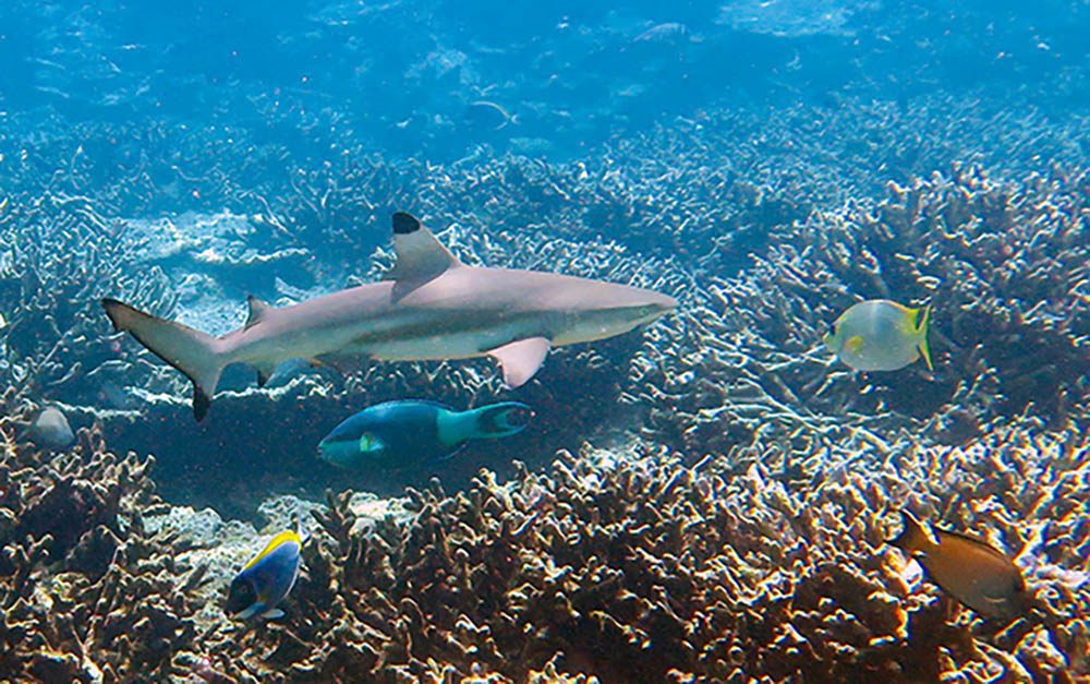 Not bad – plenty of life to see just snorkelling off the steps of the water bungalow, including resident blacktips.