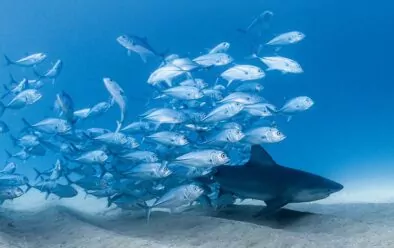 Jack brush up against the rough skin of a bull shark to rid themselves of parasites.