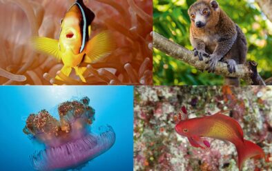 Clockwise from top left: This anemonefish looks like a singer; mongoose lemurs are easily approached with an offering of bananas; scalefin anthias have a purple spot on their pectoral fins; mesmerising crown jellyfish.
