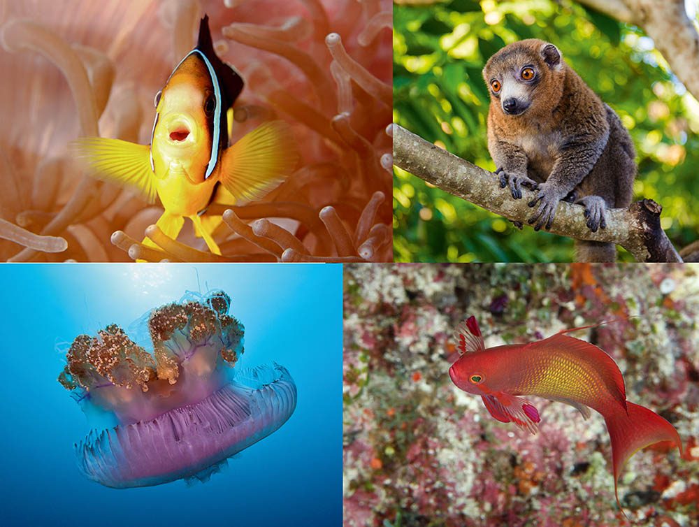 Clockwise from top left: This anemonefish looks like a singer; mongoose lemurs are easily approached with an offering of bananas; scalefin anthias have a purple spot on their pectoral fins; mesmerising crown jellyfish.