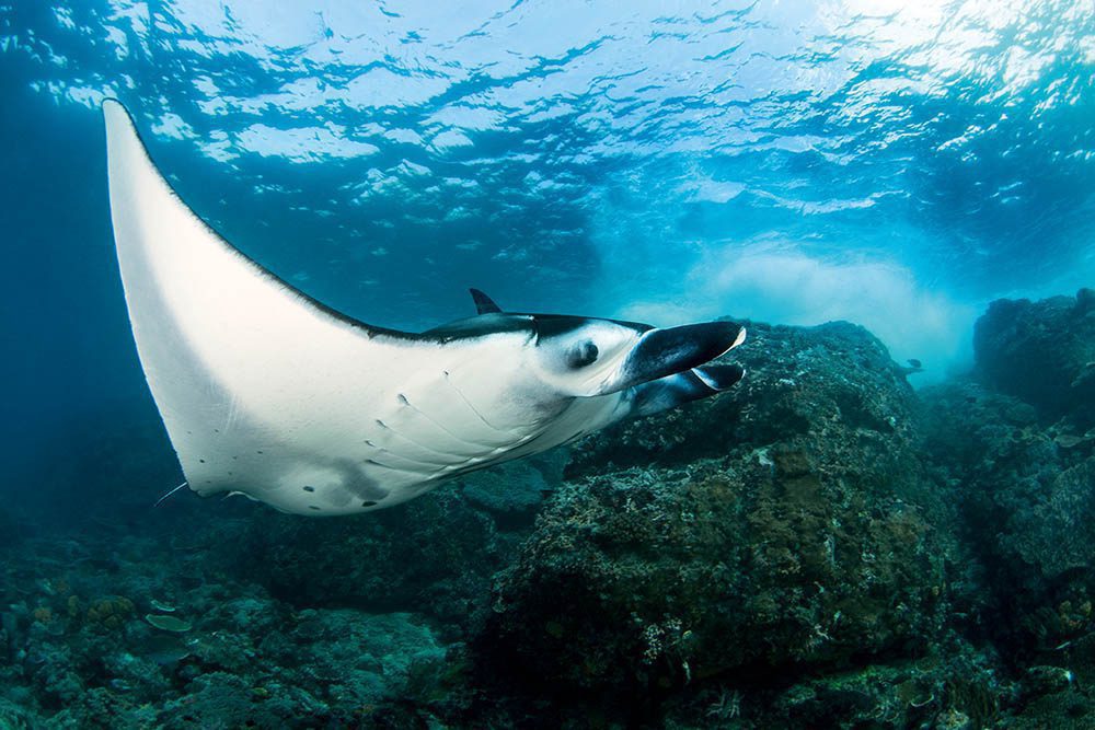 A small group of mantas is thought to live in Mohéli waters.