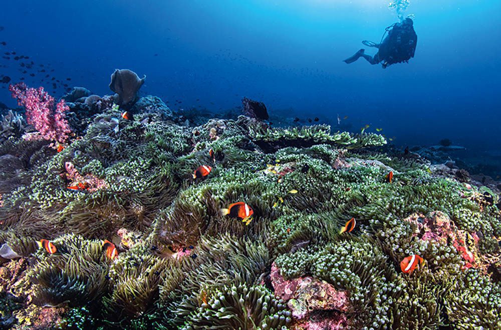 Hutan anemone 'hujung mentol' di Terowong Berkembar.