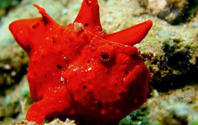 0419 technique red frogfish
