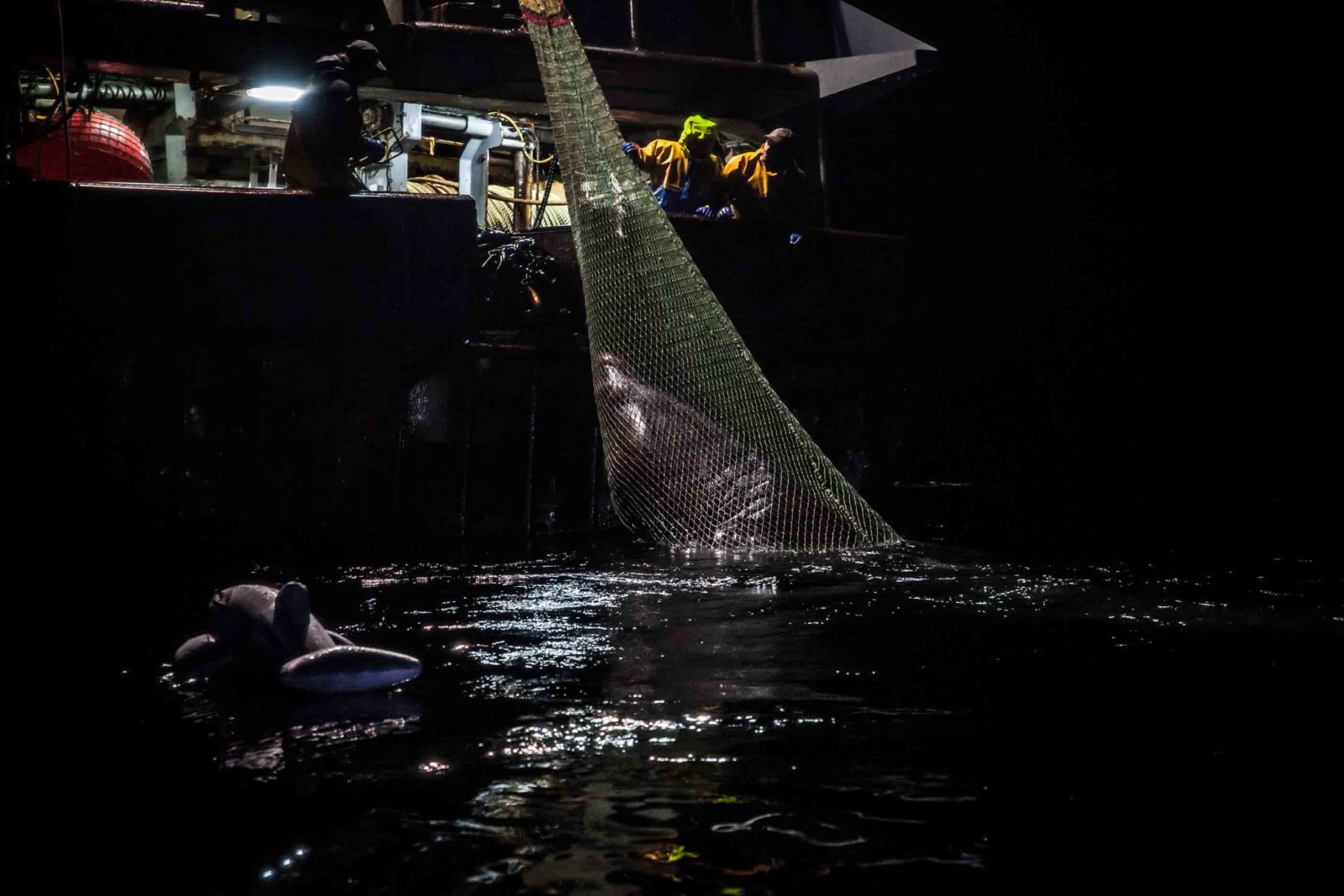 Basking shark