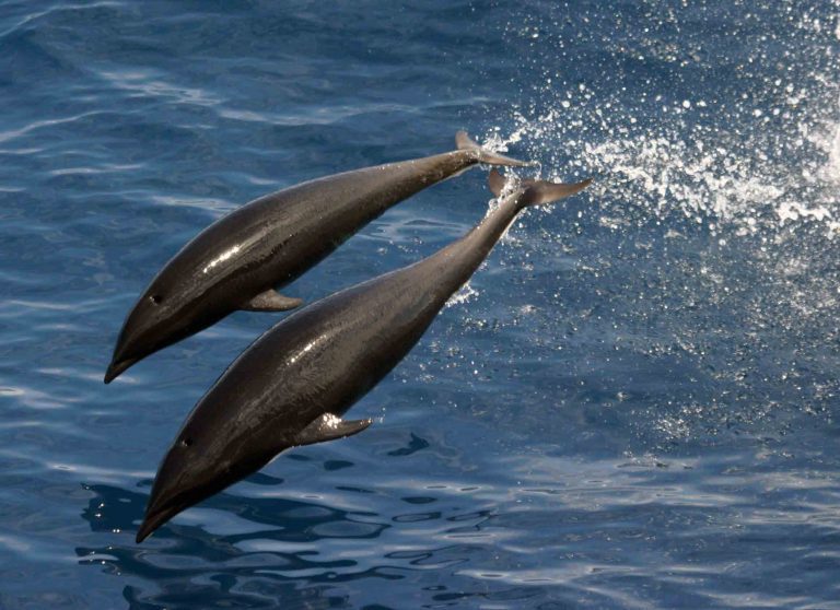 Northern right whale dolphins. (Picture: NOAA NMFS)