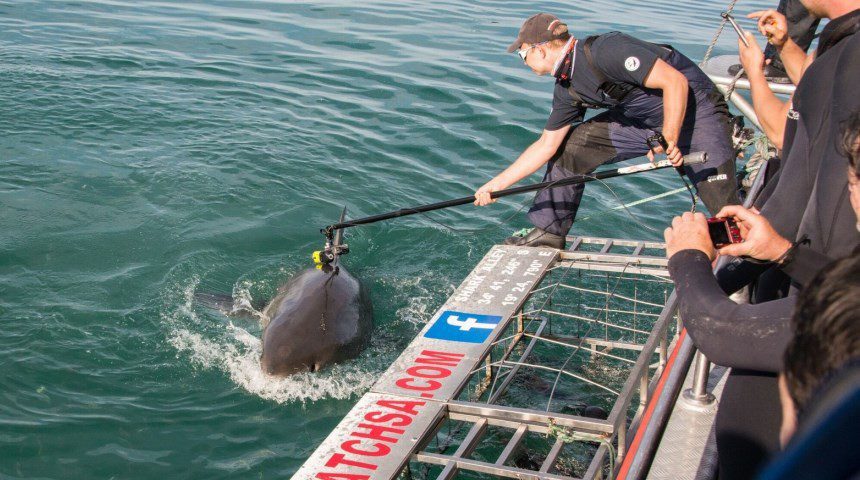 oliver jewell attaching a camera to a white shark