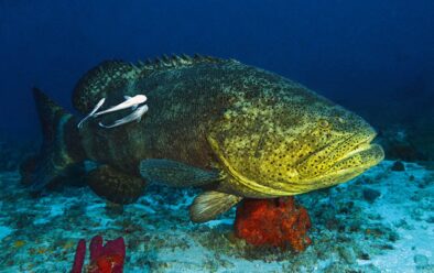 Un mérou Goliath avec sa suite de remoras.