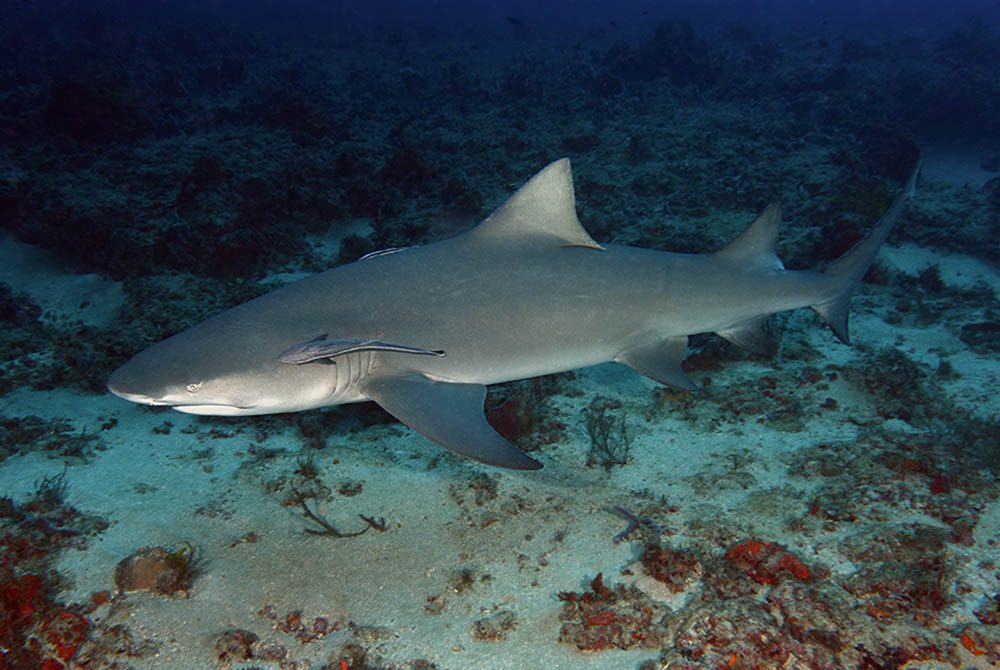 A lemon shark with remoras in tow.