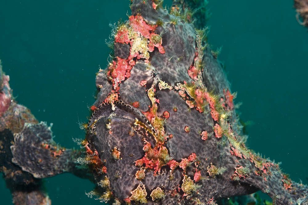 This giant frogfish was found sitting on the mooring lines at Kecinan.
