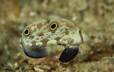 Crab-eye goby.