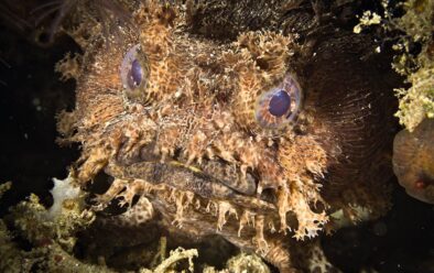 Among toadfish, this is considered a handsome specimen.