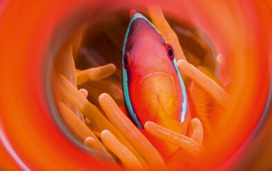 Cinnamon anemonefish in a swirl of its own colours.