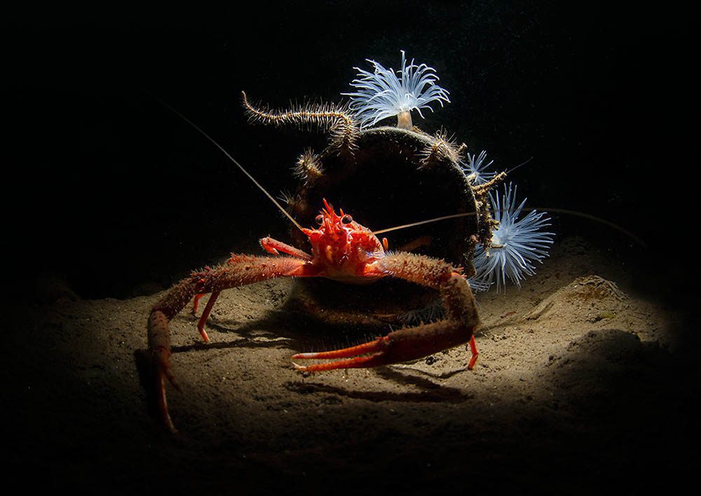 A long-clawed squat lobster posed proudly outside its man-made home, which it shared with numerous brittlestars, while dainty sea loch anemones decorated the entrance