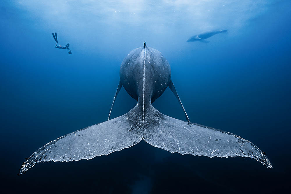 Humpback whale resting 15m down