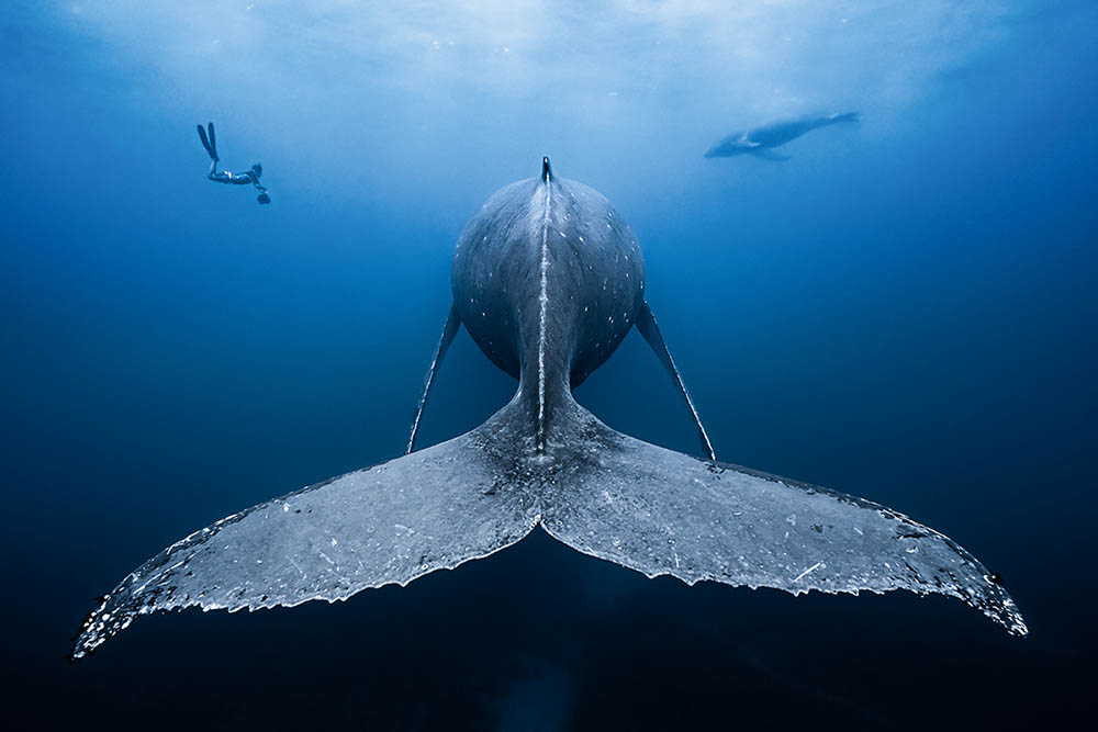 Ballena jorobada descansando a 15 m de profundidad