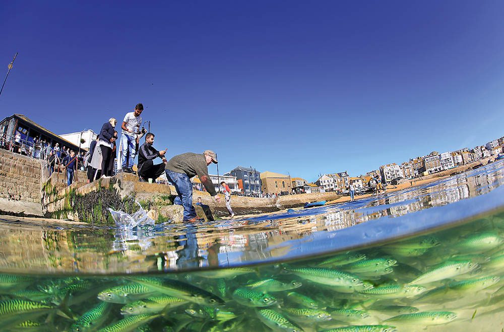 Din il-ġabra kbira ta’ kavalli nesa tiċċekkja l-iskeda tal-marea! Inqabad mill-marea baxxa tar-rebbiegħa fil-port ta’ St Ives, mijiet sabu ruħhom mwaħħlin għal ftit sigħat sakemm il-marea reġgħet ġiet