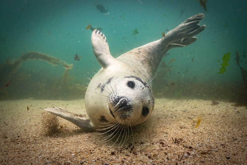 This adorable seal pirhouetted and arabesqued around me before sliding in and flicking sand over itself in a final attempt to get me to play