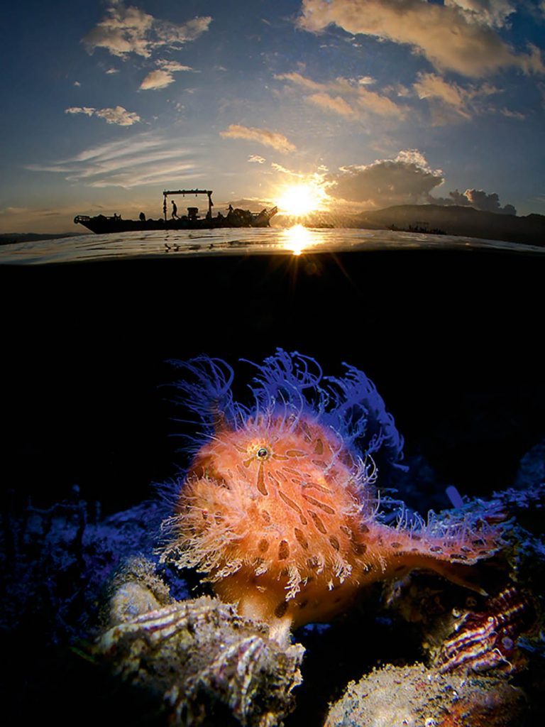 A half-and-half shot with a fishing boat and the sunrise. This was the first picture. The second was with this hairy frogfish on Laha, using an Inon S2000 with a snoot