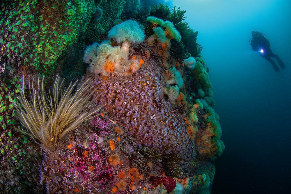 Cenário panorâmico com anêmonas de joias e um mergulhador