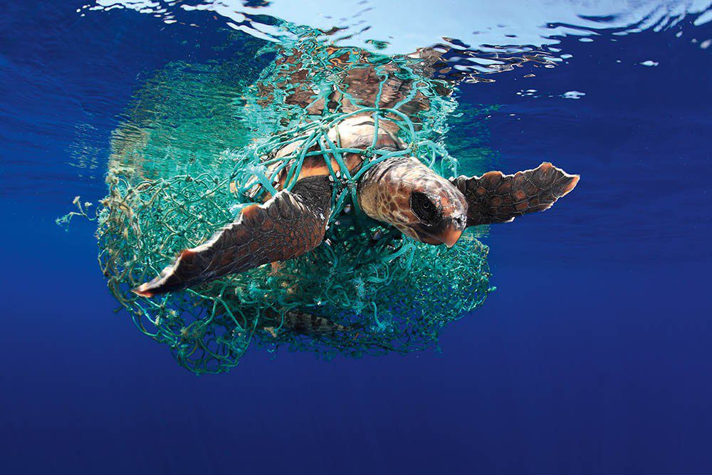 Caretta caretta turtles spend much of their life in open ocean. They reach the Canary Islands from Caribbean beaches, and on their multi-year trip have to avoid many dangerous traps such as plastics, ropes and fishing-nets