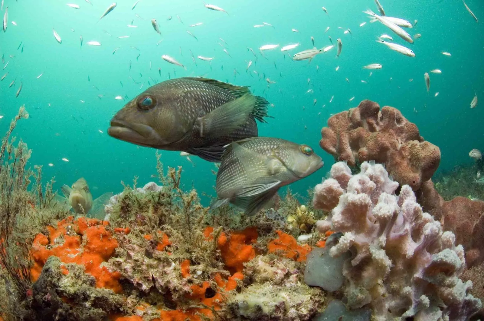 Ikan bass hitam NOAA