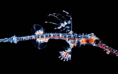 A juvenile ornate ghost pipefish – an incredible creation of Mother Nature.
