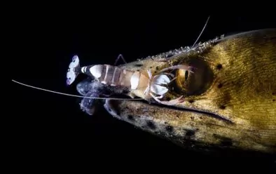 La hermosa relación entre la anguila serpiente y el camarón limpiador.