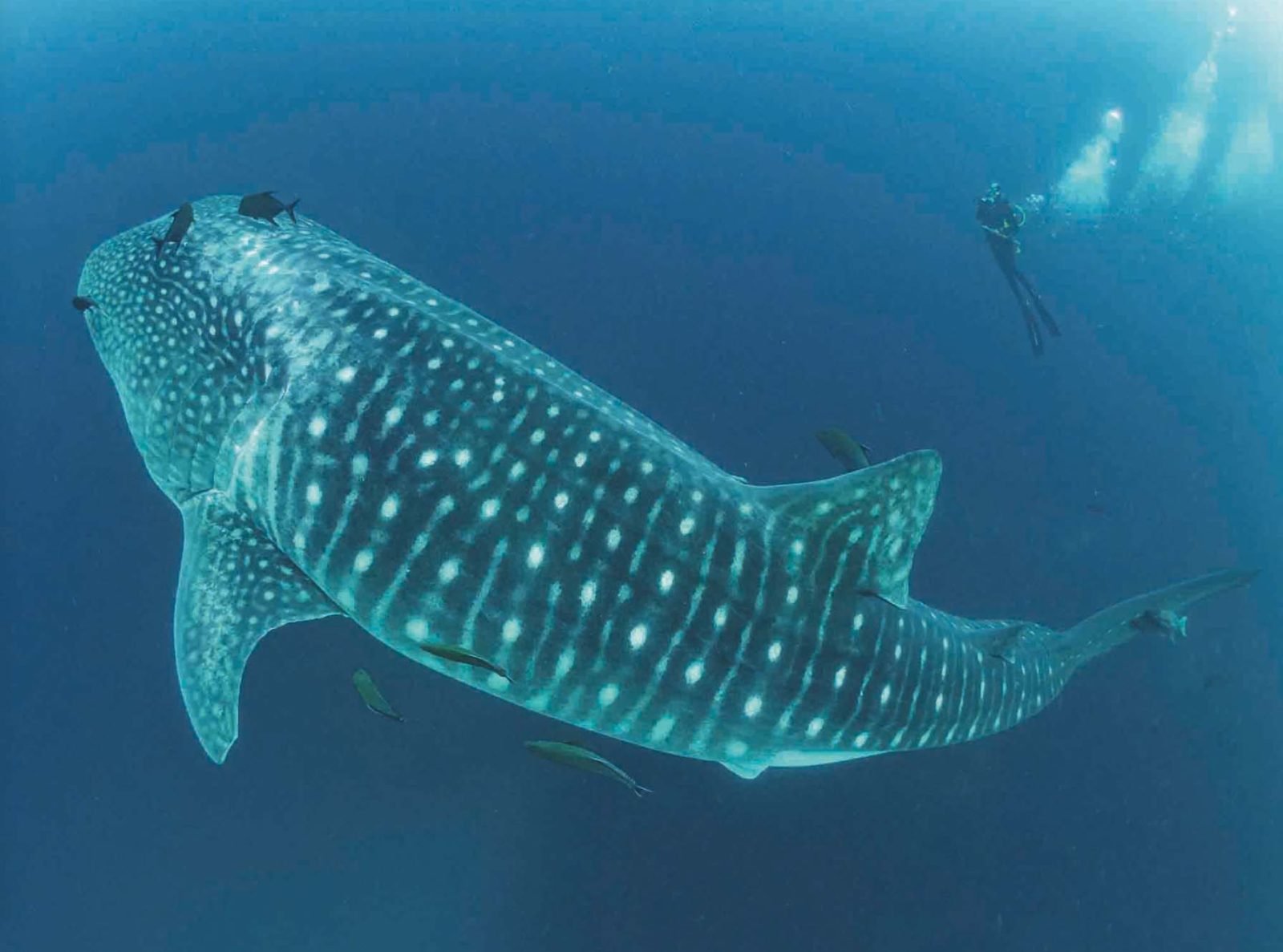 Whale shark