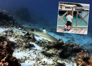 Blacktip reef shark. Inset: A diver of the future.