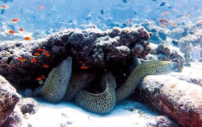 Τα Moray eels σε αφθονία στο Stingray City…