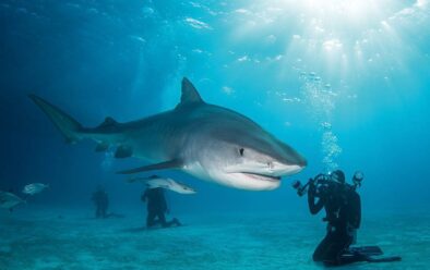 Un requin tigre passe devant le compagnon de plongée de Brandi.