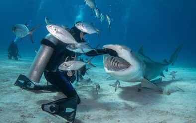 Un requin tigre vient chercher un poisson.