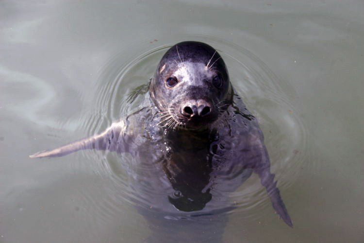 Singing Seal