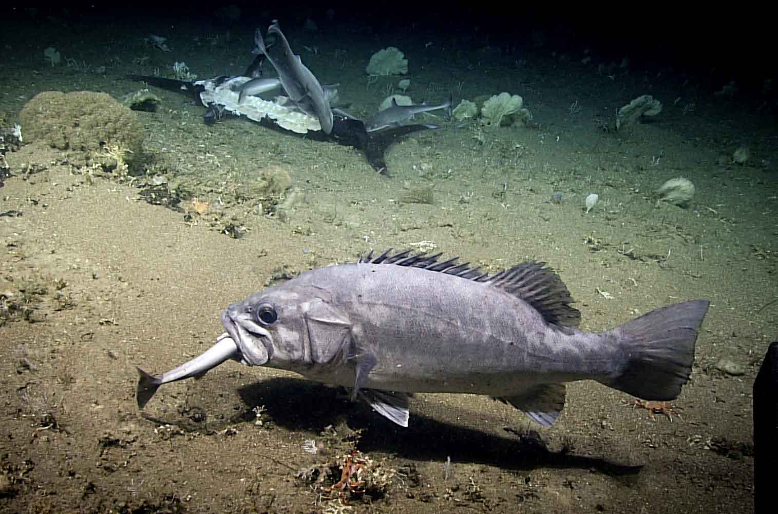 沉船魚