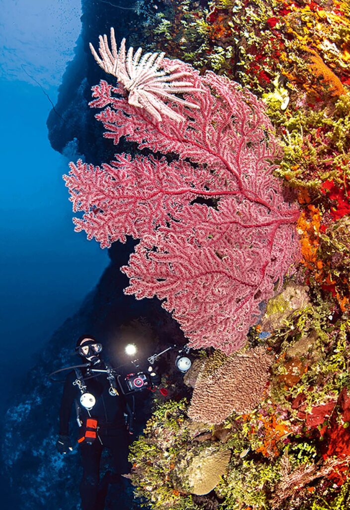 Diver and seafan on one of the unnamed walls in Rongelap Atoll.