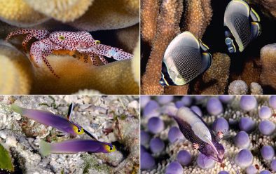 Clockwise from top left: Pocillopora crab; reticulated butterflyfish; commensal shrimp; Helfrichi dartfish.