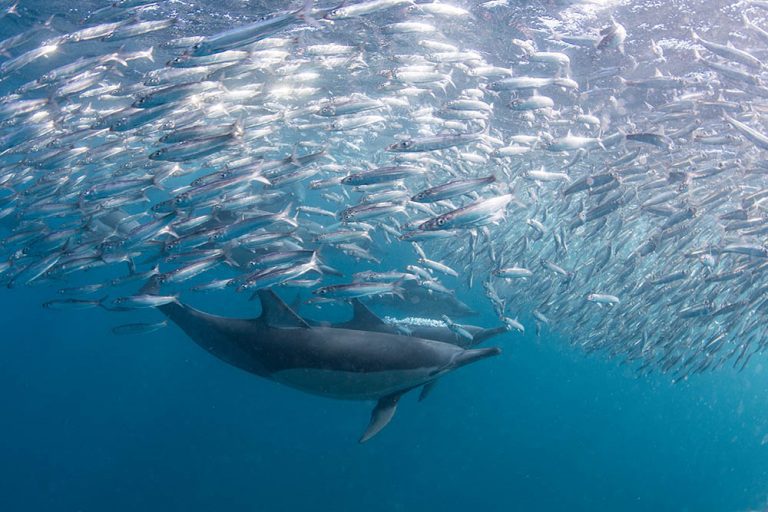 Sardines moving at full pelt, trying to get away from hungry dolphins.