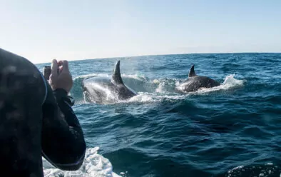 Lumalangoy si Orcas sa tabi ng RIB.