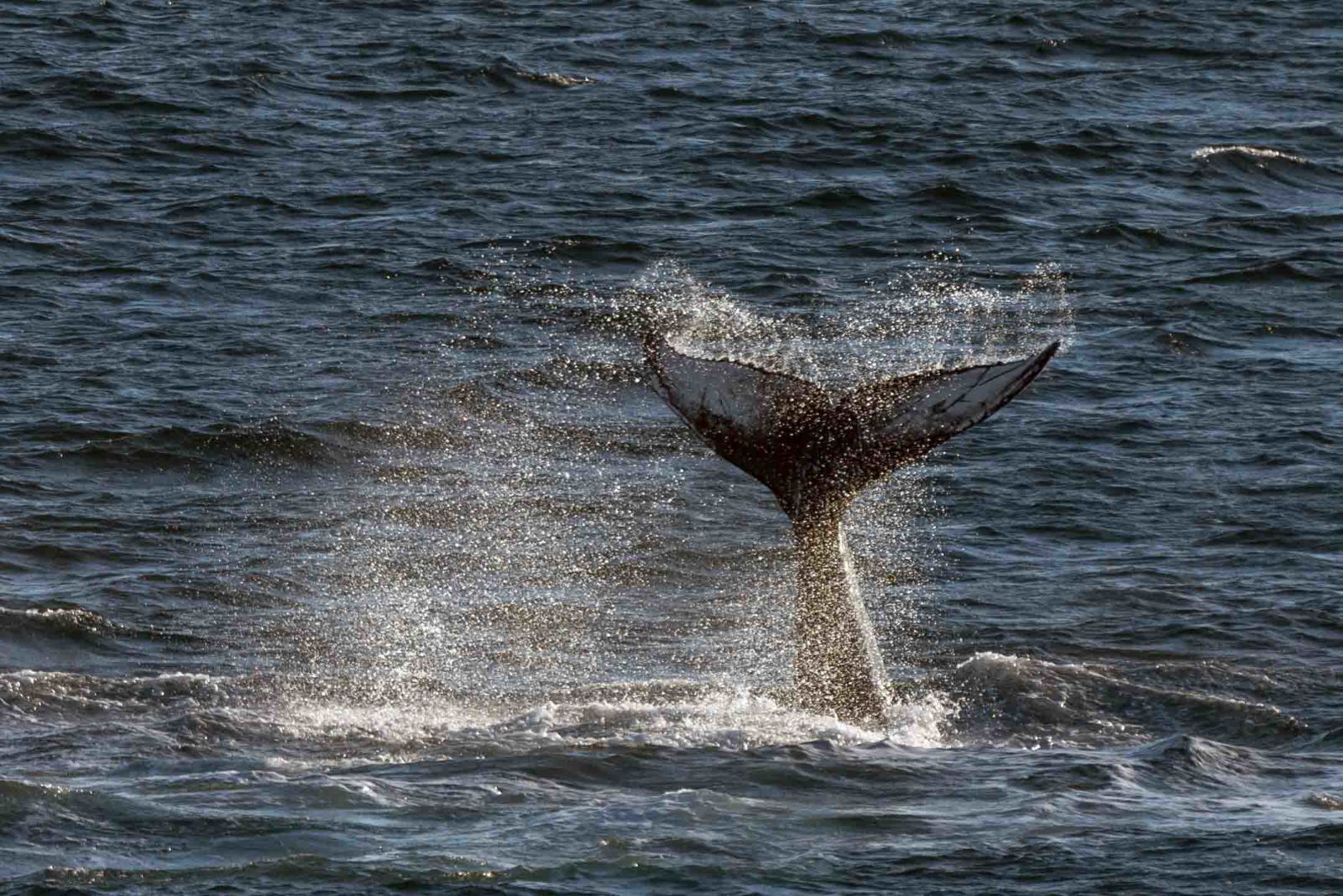Humpback Whale Fluke Svalbard 2017