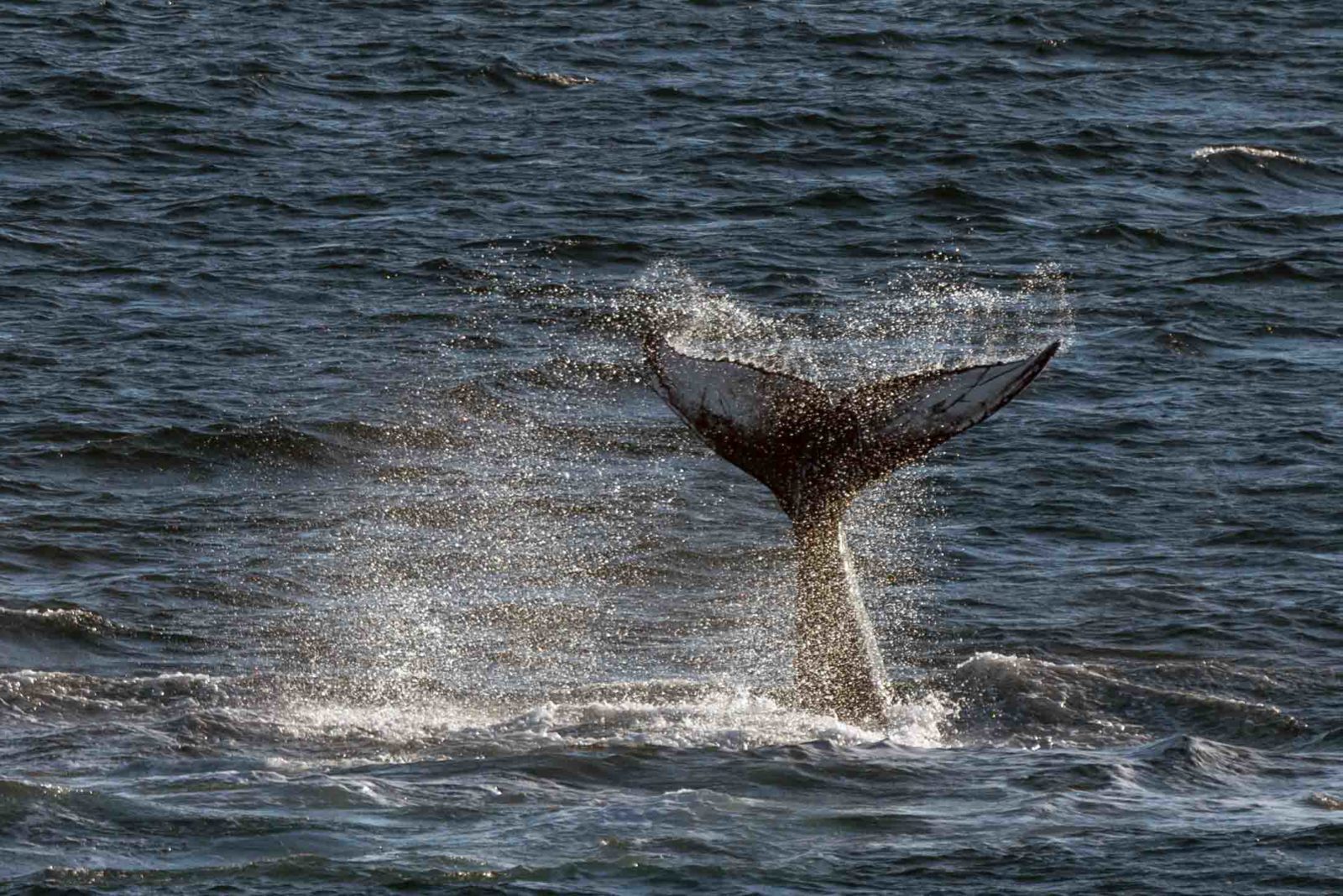 Kuprotasis banginis Fluke Svalbard 2017 m