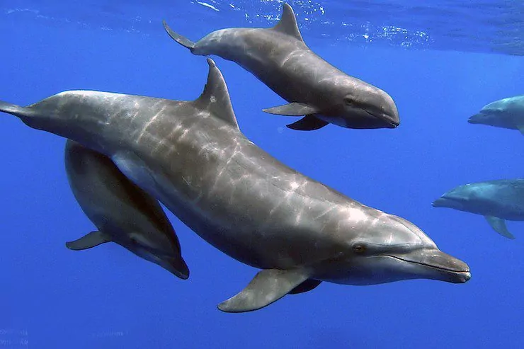 Hindi pangkaraniwang pamilya - dalawang dolphin at isang balyena. (Larawan: Groupe d’Etude des Mammiferes Marins (GEMM) de Polynesie)