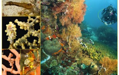 Clockwise from top left: Cockatoo waspfish; dwarf pipehorse; Bargibant’s; Pontoh’s; and Denise’s pygmy seahorses; frogfish; juvenile sponge filefish.