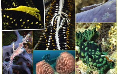 Clockwise from top left: Crinoid shrimp; crinoid squat lobster; seastar shrimp; Emperor shrimp on a crested Nembrotha nudibranch; barrel sponges; ornate ghost pipefish.