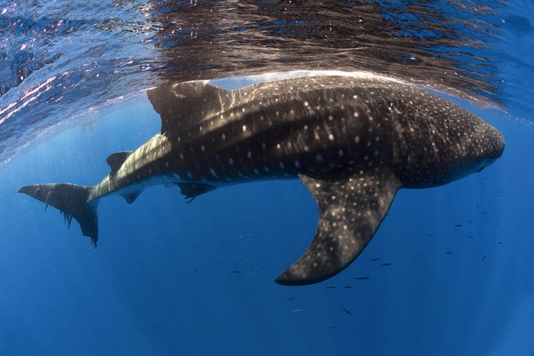 Whale sharks assemble in numbers at St Helena for five months in the Southern Hemisphere summer.