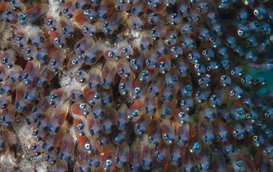 Clownfish eggs.