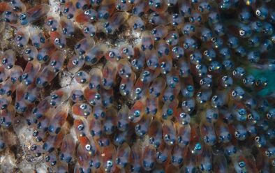 Clownfish eggs.