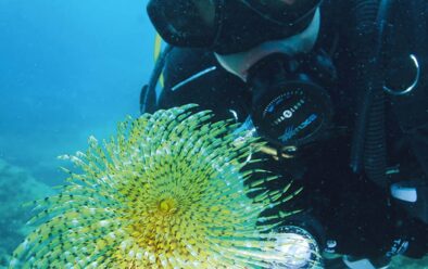 A highlight of the Dubrovnik dive.