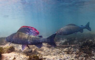 Fresh Water Mission Accomplished 2 Jack Perks’ favourite freshwater fish – the impressive grayling.