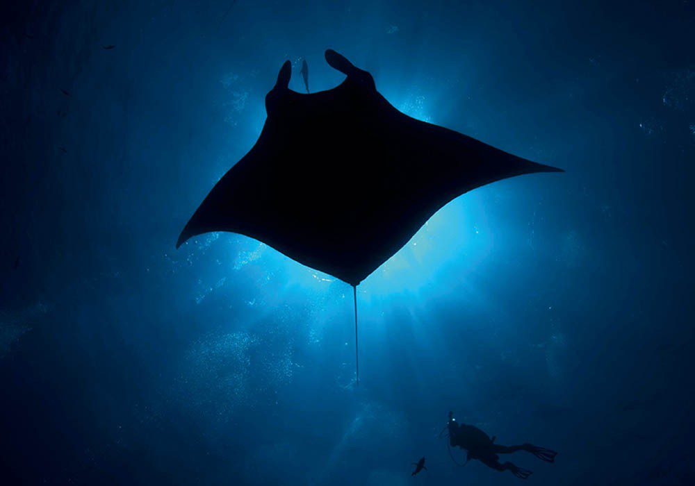 0819 socorro Giant Pacific manta