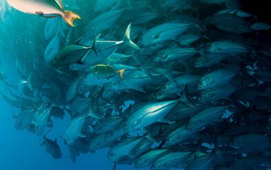 A school of trevally.